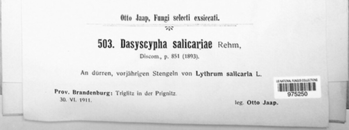 Lachnum salicariae image